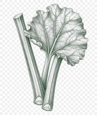 Rhubarb illustration