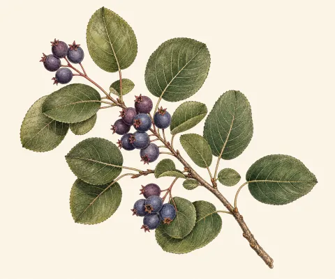 Serviceberry (Juneberry)