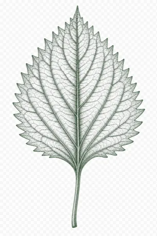 Shiso illustration