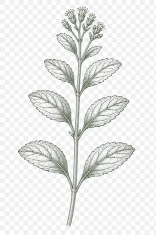 Stevia illustration