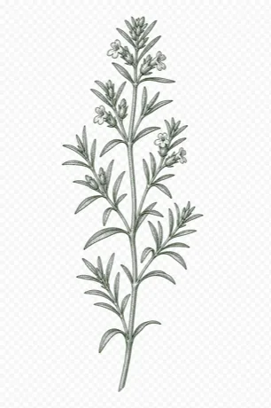 Summer Savory illustration