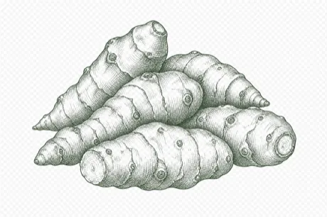 Sunchokes illustration