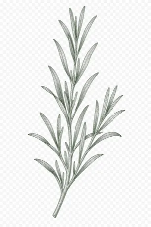 Tarragon illustration